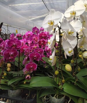 Familias ofertan plantas y flores en homenaje a las Madres en San Lorenzo - .::Agencia IP::.