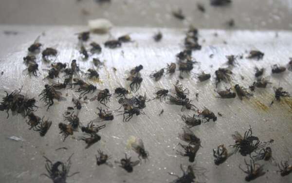 Reportan “invasión” de moscas en barrios de Asunción y Central - Nacionales - ABC Color