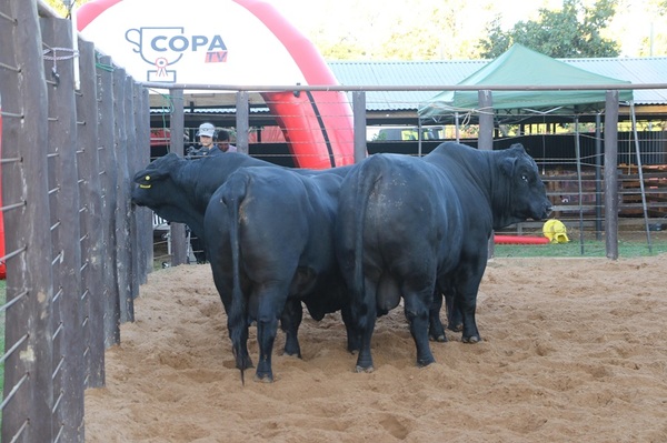 Nacional Brangus se cierra con la venta de reproductores de campo y bozal, hoy lunes