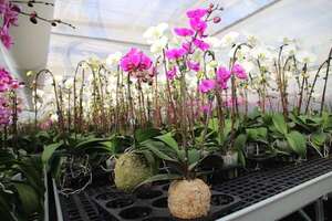 Orquídeas: una opción para regalar a las madres  - Nacionales - ABC Color