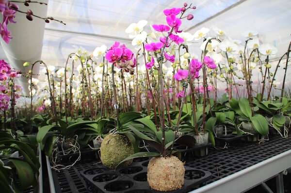 Orquídeas: una opción para regalar a las madres  - Nacionales - ABC Color