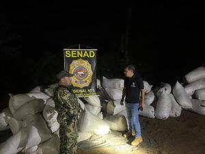 Neutralizan estructura de acopio y procesamiento de marihuana en zona rural de Amambay - 1000 Noticias