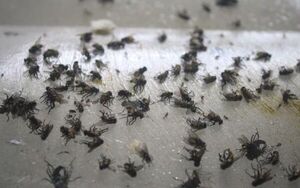 Heta la mberu: denuncian invasión de moscas en Asunción y Central