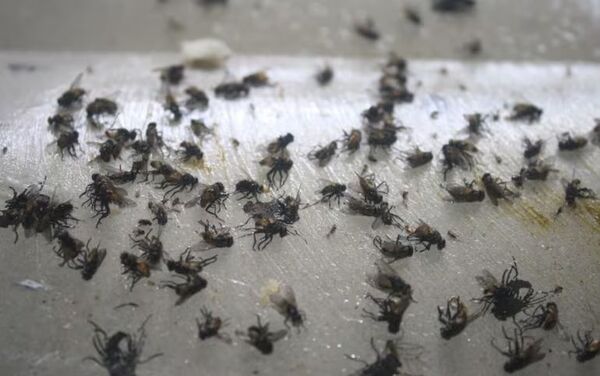 Heta la mberu: denuncian invasión de moscas en Asunción y Central