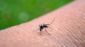 Confirman dos nuevos casos de chikungunya en Itapúa