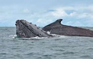 ¿Por qué las ballenas y otros animales marinos viven muchos años? - Ciencia - ABC Color