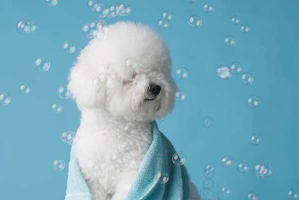 Razas de perros más limpias: poco olor, poco pelo y fáciles de cuidar - Mascotas - ABC Color