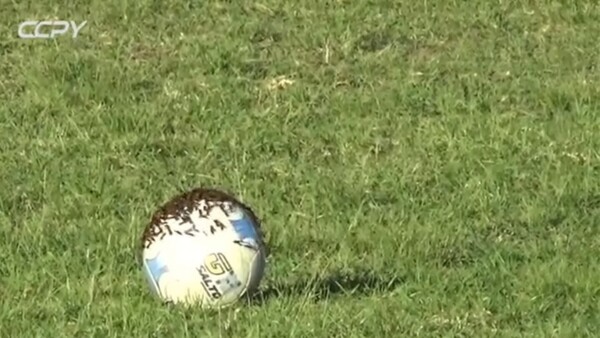Avispas "tomaron de rehén" a la pelota en un partido de la Liga Villetana