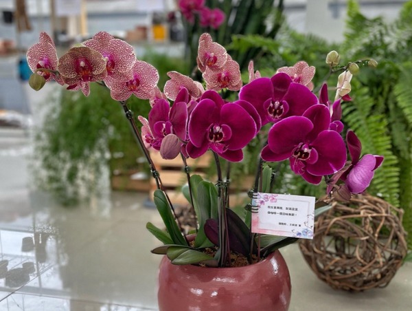 Orquídeas para mamá - San Lorenzo Hoy