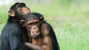 Los chimpancés crean vínculos que aseguran el éxito de la crianza y el bienestar