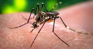 Diario HOY | Reportan dos casos positivos de chikungunya en Itapúa