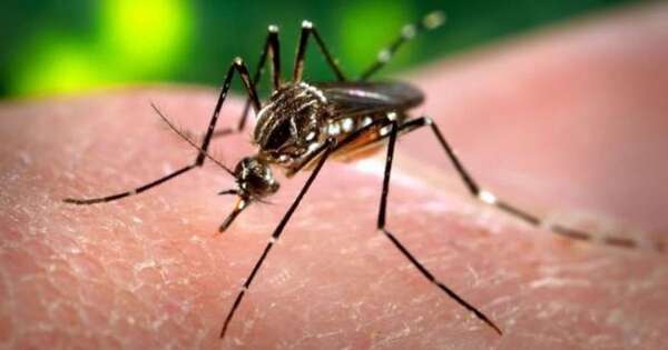 Diario HOY | Reportan dos casos positivos de chikungunya en Itapúa