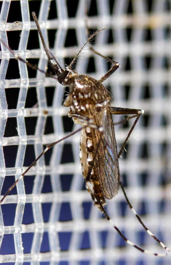 AUDIO: Confirman dos casos positivos de chikunguña en Itapúa - Periodísticamente - ABC Color