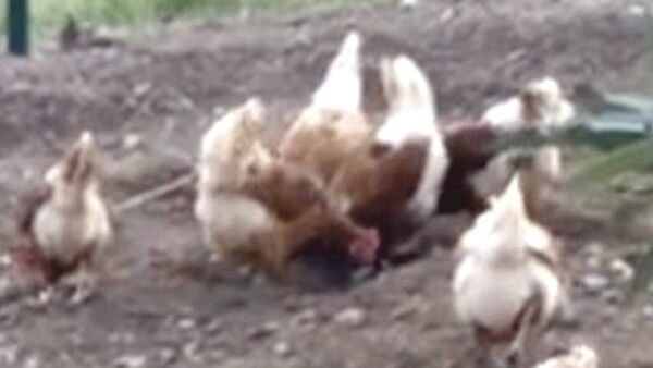 Lío entre vecinos por gallinas sueltas acabó en un tiroteo