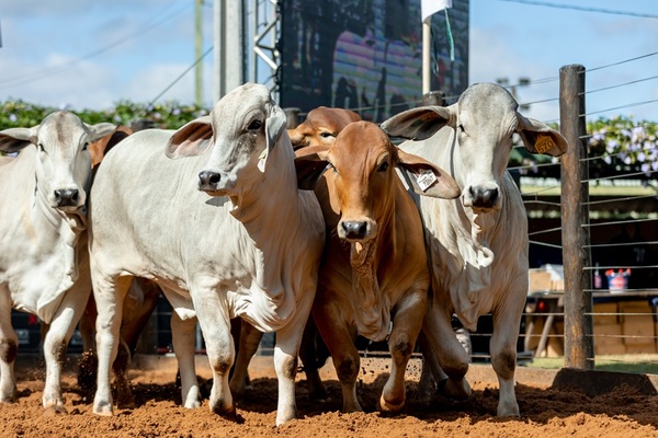 El Rodeo remata 100 toros y 200 vaquillas preñadas Brahman en Las Talas Otoño, hoy martes