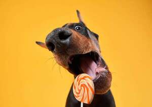 Dobermann: el perro elegante que dejó atrás su fama de peligroso - Mascotas - ABC Color