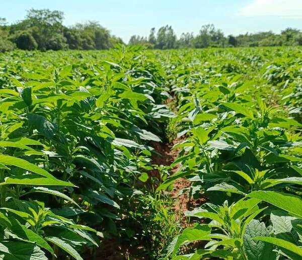 La comercialización de sésamo se desacelera ante “superproducción” internacional, según Capexse - Economía - ABC Color