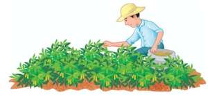 Día del Agricultor - Ciencias de la Naturaleza y de la Salud Tercer Ciclo - ABC Color