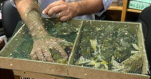 La Nación / Decomisan aves traídas desde Europa sin documentación