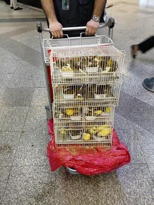 Intervienen carga de aves traídas desde Europa sin documentación - .::Agencia IP::.