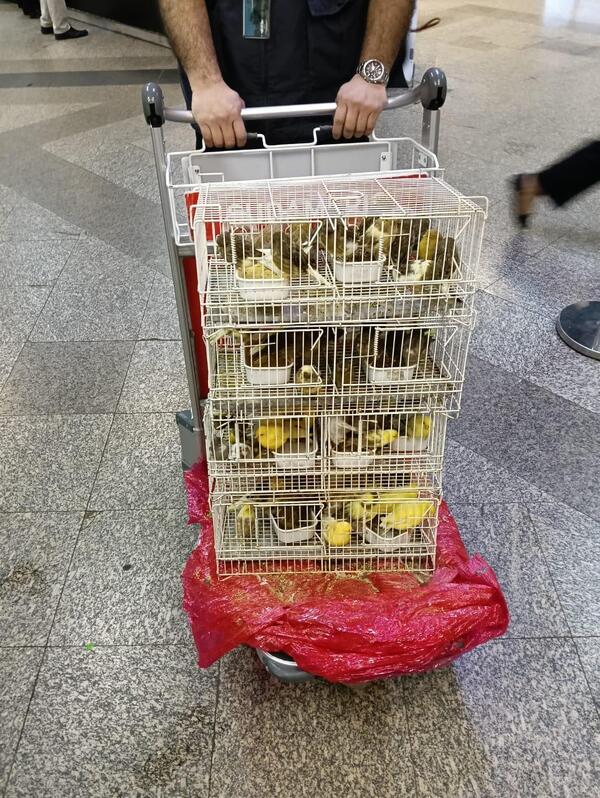 Intervienen carga de aves traídas desde Europa sin documentación - .::Agencia IP::.