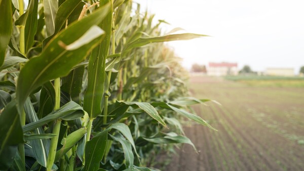 La revolución del maíz: Las primeras huellas de cómo el cereal de América lo cambió todo