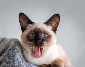Maulladores empedernidos: estos son los gatos más ruidosos - Mascotas - ABC Color