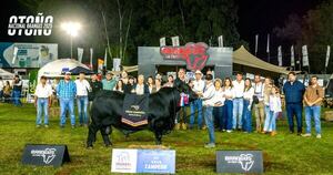 La Nación / Expo Brangus 2025: eligen a los grandes campeones de bozal