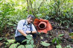 De belleza repulsiva, la Rafflesia arnoldii huele mal y es la flor más grande del mundo - Ciencia - ABC Color