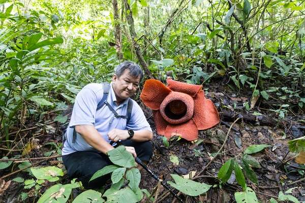De belleza repulsiva, la Rafflesia arnoldii huele mal y es la flor más grande del mundo - Ciencia - ABC Color