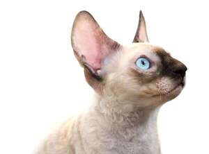 Gato Cornish Rex: el felino más activo y acrobático del mundo doméstico - Mascotas - ABC Color