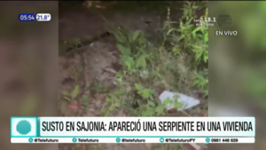 Susto en Sajonia: apareció una serpiente en una vivienda