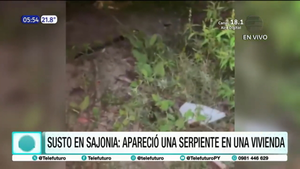 Susto en Sajonia: apareció una serpiente en una vivienda
