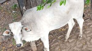 Una vaca se fugó de la matadería y la están buscando