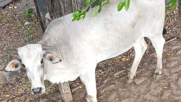 Una vaca se fugó de la matadería y la están buscando