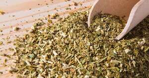 Diario HOY | Yerba mate expande horizontes globales con foco en Estados Unidos