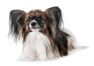 Papillón: el perro que brilla en agilidad y sorprende por su inteligencia - Mascotas - ABC Color