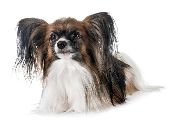 Papillón: el perro que brilla en agilidad y sorprende por su inteligencia - Mascotas - ABC Color