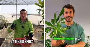 La Nación / Este error al trasplantar hace que las plantas mueran