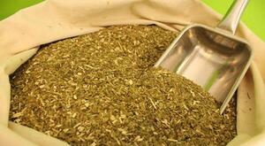 Yerba mate paraguaya despierta interés en el mercado de EE.UU - 1000 Noticias
