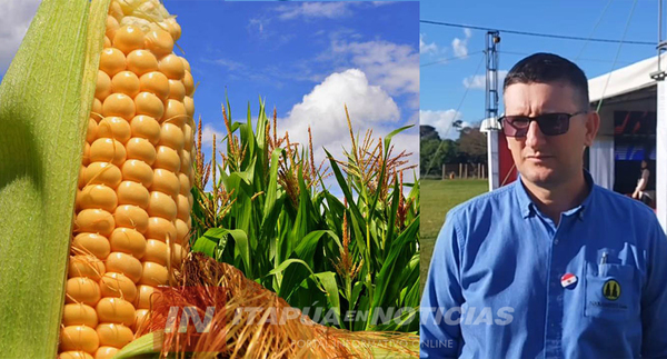 COMIENZA LENTAMENTE LA COSECHA DE MAÍZ ZAFRIÑA CON RENDIMIENTOS VARIABLES