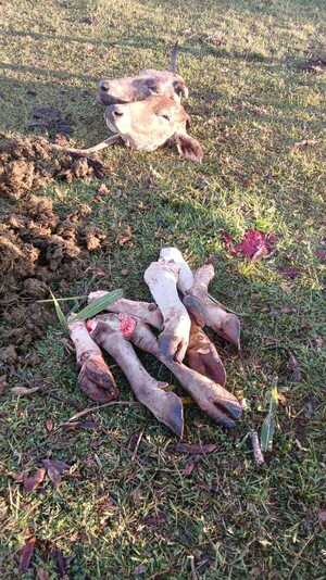 Abigeato en Alborada 2: delincuentes faenan dos vacas lecheras en propiedad rural