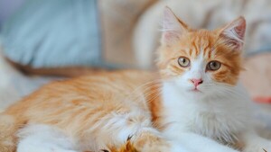 Un estudio descubre la mutación genética que hace únicos a los gatos naranjas