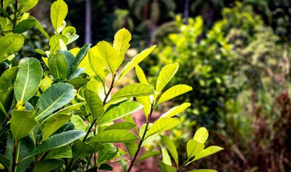 Yerba mate paraguaya pone el foco en los Estados Unidos