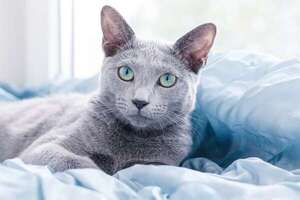 Gato Azul Ruso: el felino elegante y reservado que odia el caos - Mascotas - ABC Color