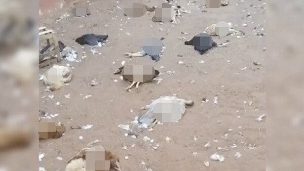 En Capiatá aparecieron muertas 50 gallinas y culpan al pombero