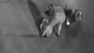 Video: Joven que iba a su pasantía fue asaltada y apuñalada por motochorros en Luque