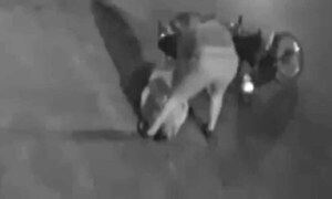 Joven que iba a su pasantía fue asaltada y apuñalada por motochorros en Luque – Prensa 5