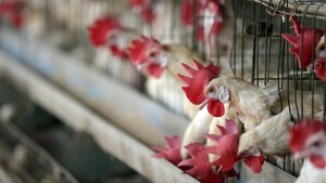 Brasil confirma el primer caso de gripe aviar de "alta patogenicidad" en granja comercial