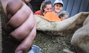 Yerba mate paraguaya llega a 27 mercados y pone el foco en Estados Unidos – Prensa 5